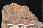 Foto (Detailansicht) von Protocladus lingua Ettingshausen (NHMW-GEO-2024-0188-10330)